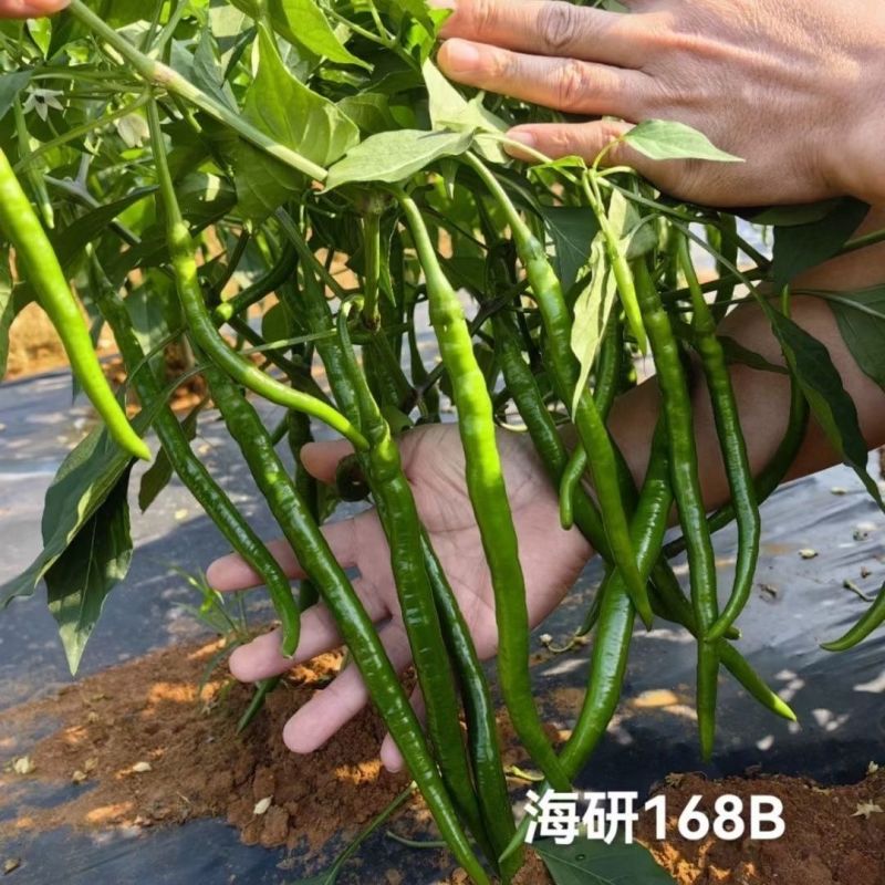 海研黑线加长三号辣椒种子中早熟长线椒味辣高产抗病深绿顺直