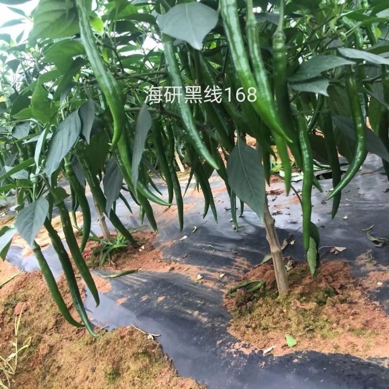 海研黑线加长三号辣椒种子中早熟长线椒味辣高产抗病深绿顺直