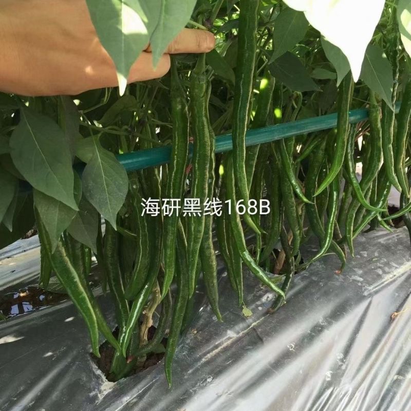 海研黑线加长三号辣椒种子中早熟长线椒味辣高产抗病深绿顺直