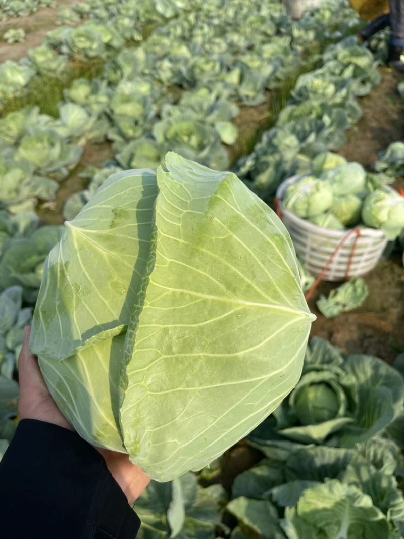 精品甘蓝圆包菜产地发货全国代发货源充足品质保证