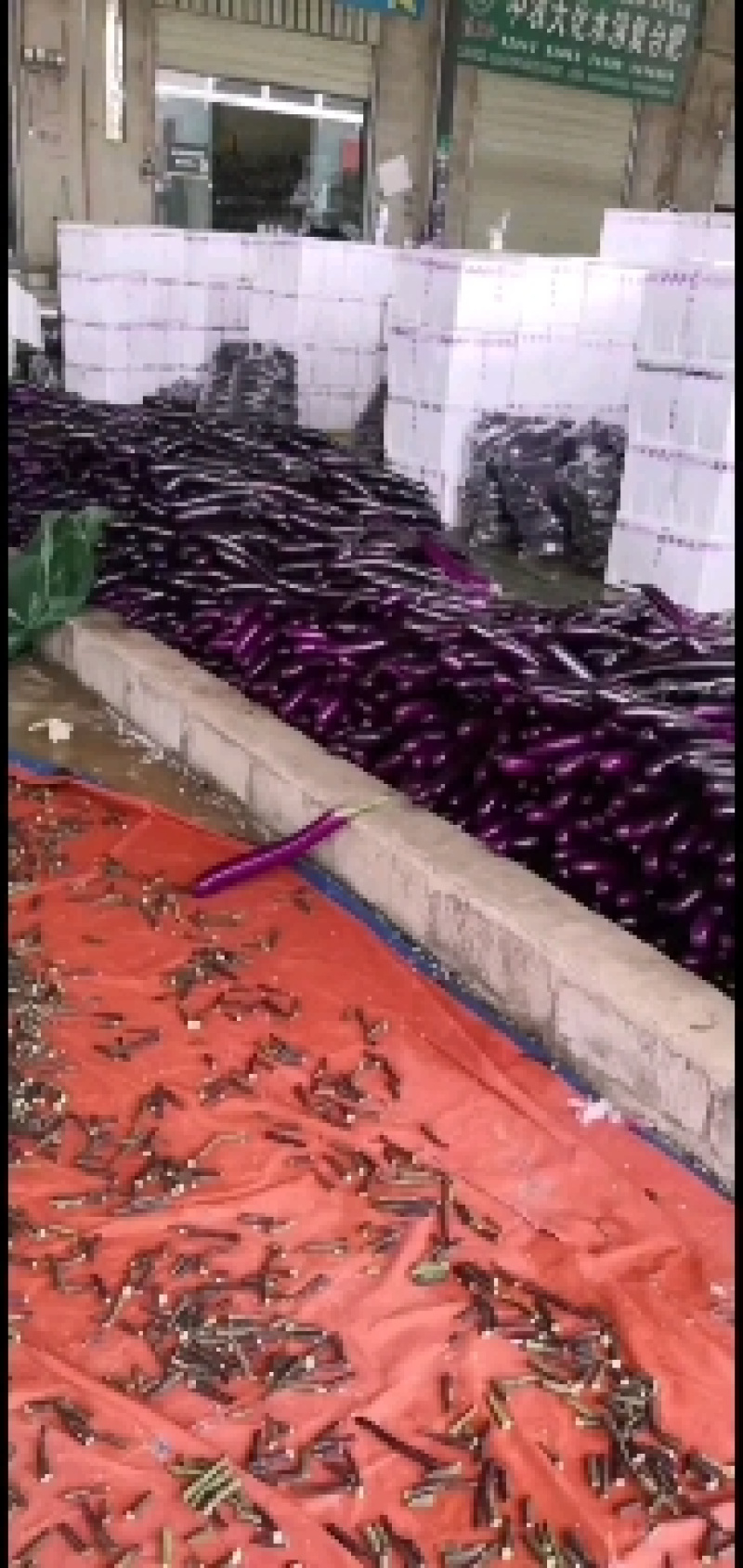 云南省精品红长茄全国支持包装找车发货需连系