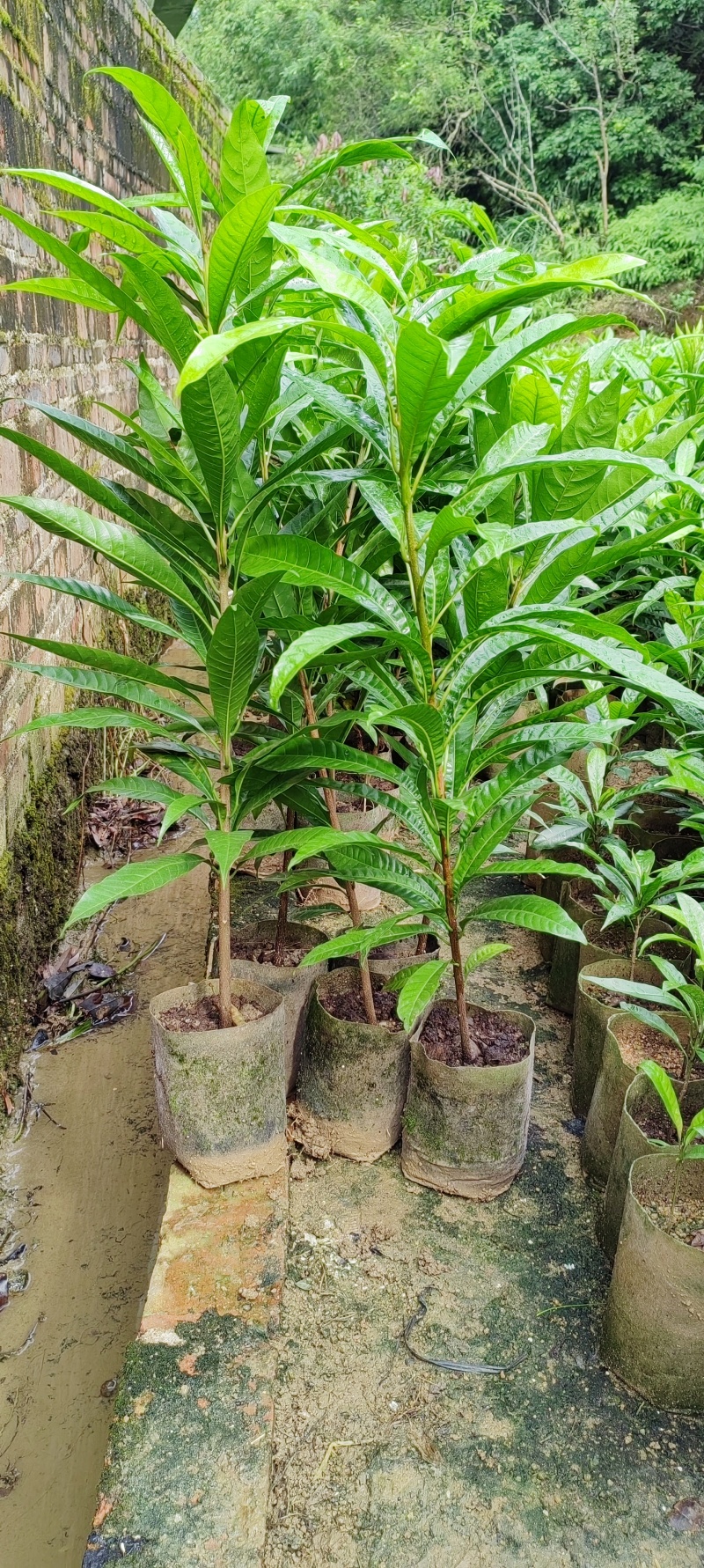 鸡蛋果实生苗直生苗耀堂仙桃嫁接苗升级版品质保证嫁接苗