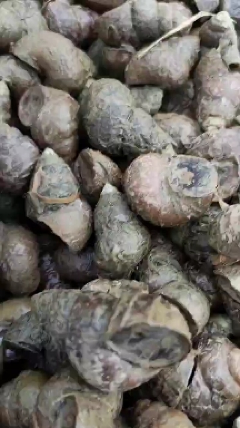 湖北清水螺蛳薄壳无青苔大螺蛳淡水螺产地直供欢迎咨询