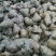 湖北清水螺蛳薄壳无青苔大螺蛳淡水螺产地直供欢迎咨询