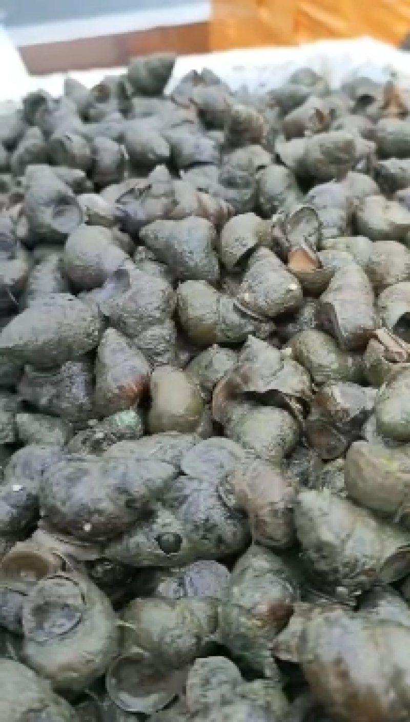 湖北清水螺蛳薄壳无青苔大螺蛳淡水螺产地直供欢迎咨询
