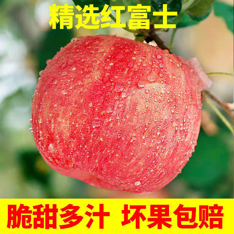 【红富士】山西运城临冰糖心袋苹果/可以供应电商/产地直供