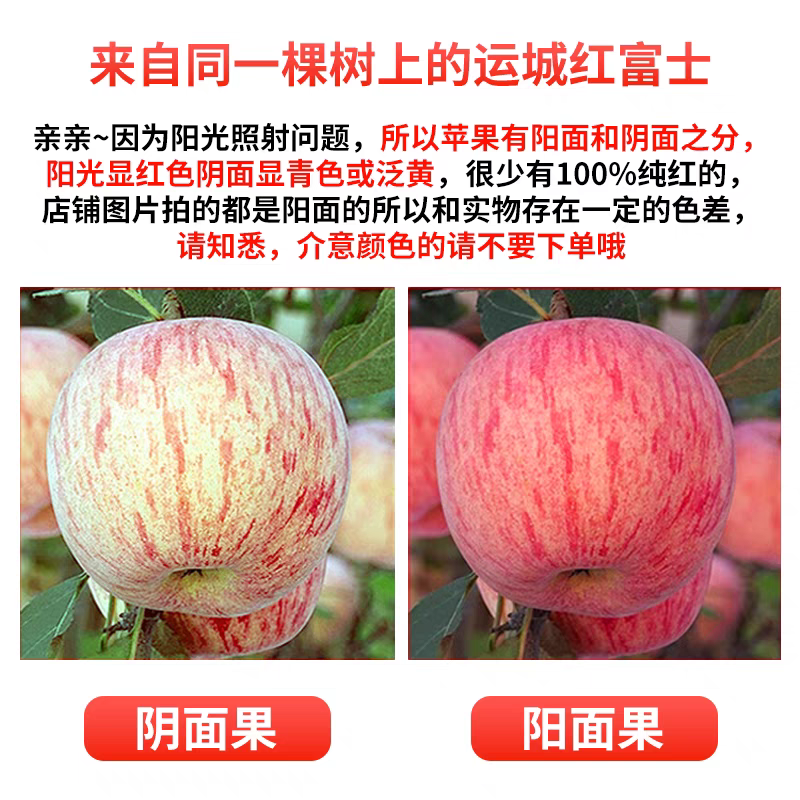 【红富士】山西运城临冰糖心袋苹果/可以供应电商/产地直供