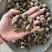 三叶青金线吊葫芦实物拍摄三叶青干货白茬芯三叶青