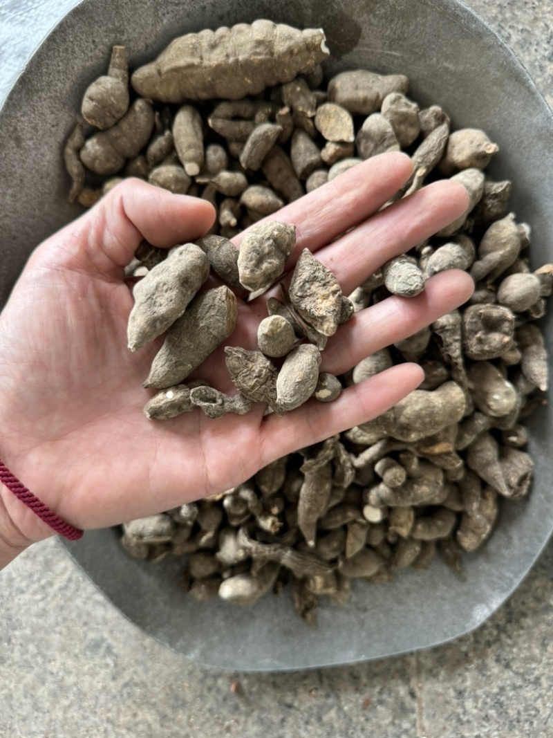 三叶青金线吊葫芦实物拍摄三叶青干货白茬芯三叶青