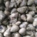 湖北清水螺薄壳无青苔大螺蛳淡水螺食用螺规格齐全欢迎咨询