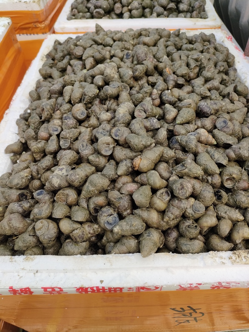 湖北清水螺薄壳无青苔大螺蛳淡水螺食用螺规格齐全欢迎咨询