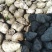 湖北清水螺薄壳无青苔大螺蛳淡水螺食用螺规格齐全欢迎咨询