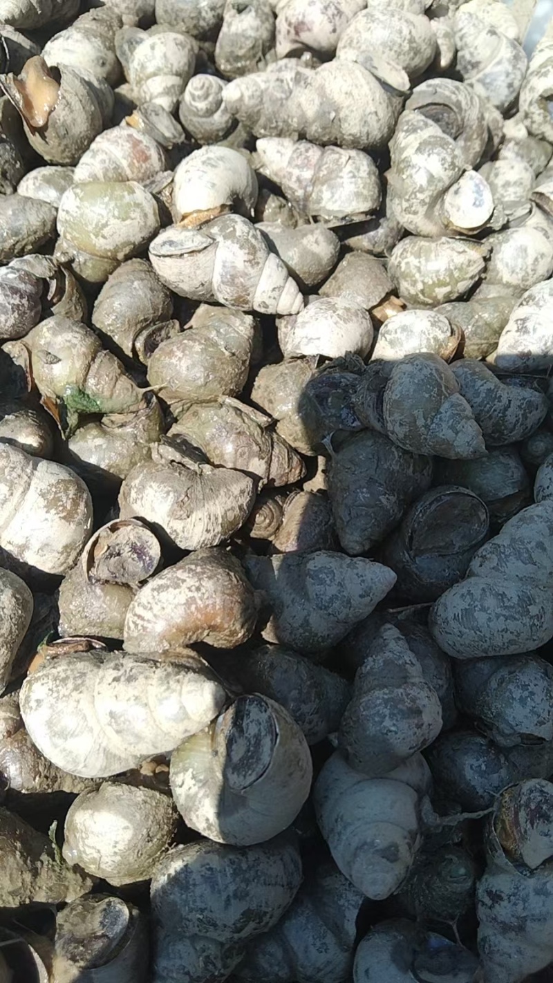 湖北清水螺薄壳无青苔大螺蛳淡水螺食用螺规格齐全欢迎咨询
