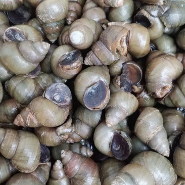 湖北清水螺薄壳无青苔大螺蛳淡水螺食用螺规格齐全欢迎咨询