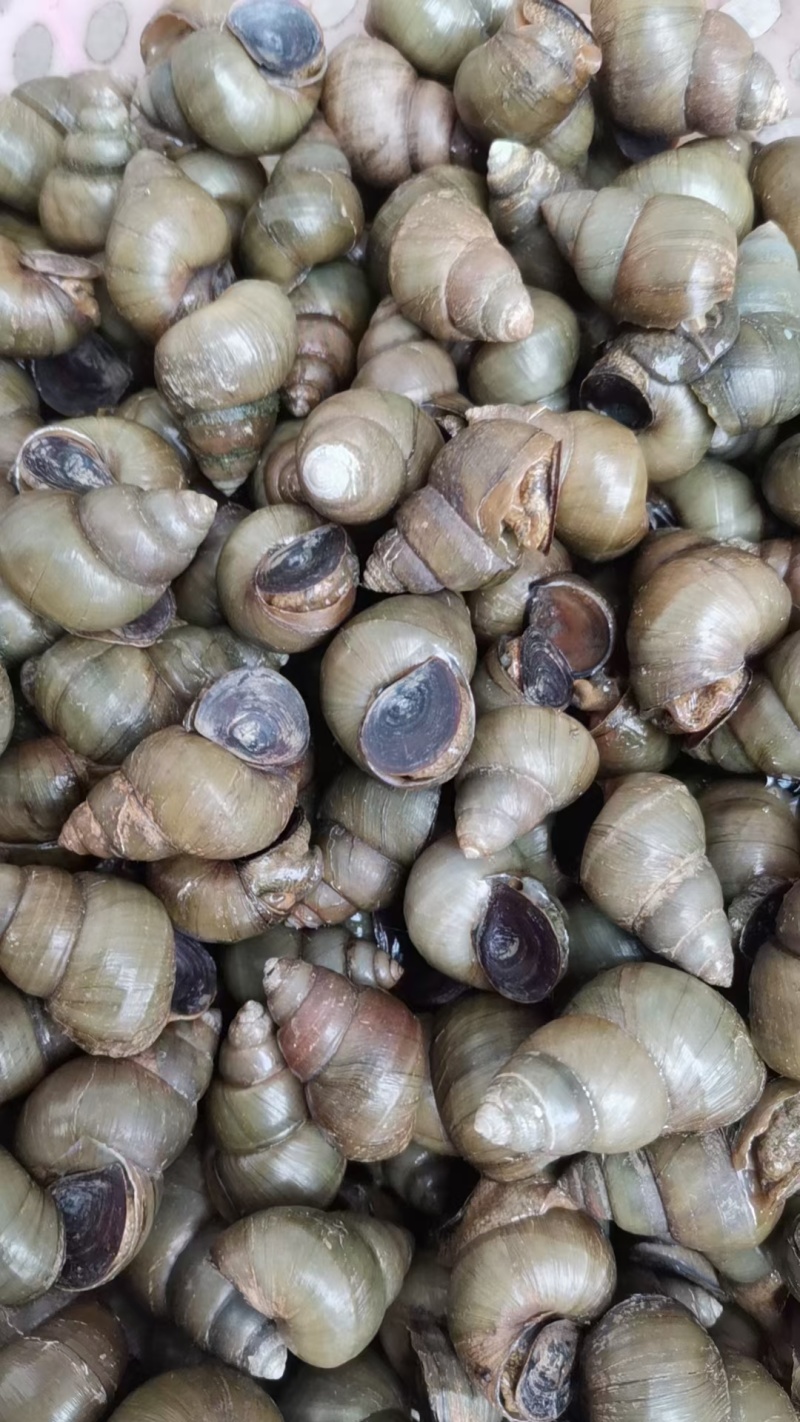湖北清水螺薄壳无青苔大螺蛳淡水螺食用螺规格齐全欢迎咨询