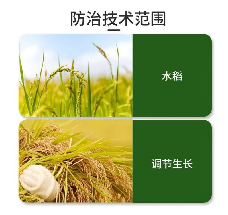 赛着色24-表芸苔素内脂S-诱抗素水稻调节生长剂增甜