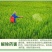 赛着色24-表芸苔素内脂S-诱抗素水稻调节生长剂增甜