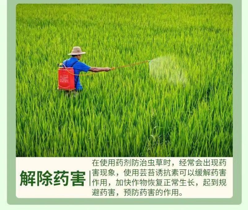 赛着色24-表芸苔素内脂S-诱抗素水稻调节生长剂增甜