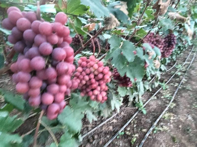 宾川县鲜甜红提，新鲜采摘，当季直供