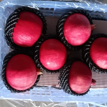黑籽酸甜石榴