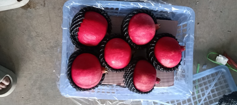 黑籽酸甜石榴