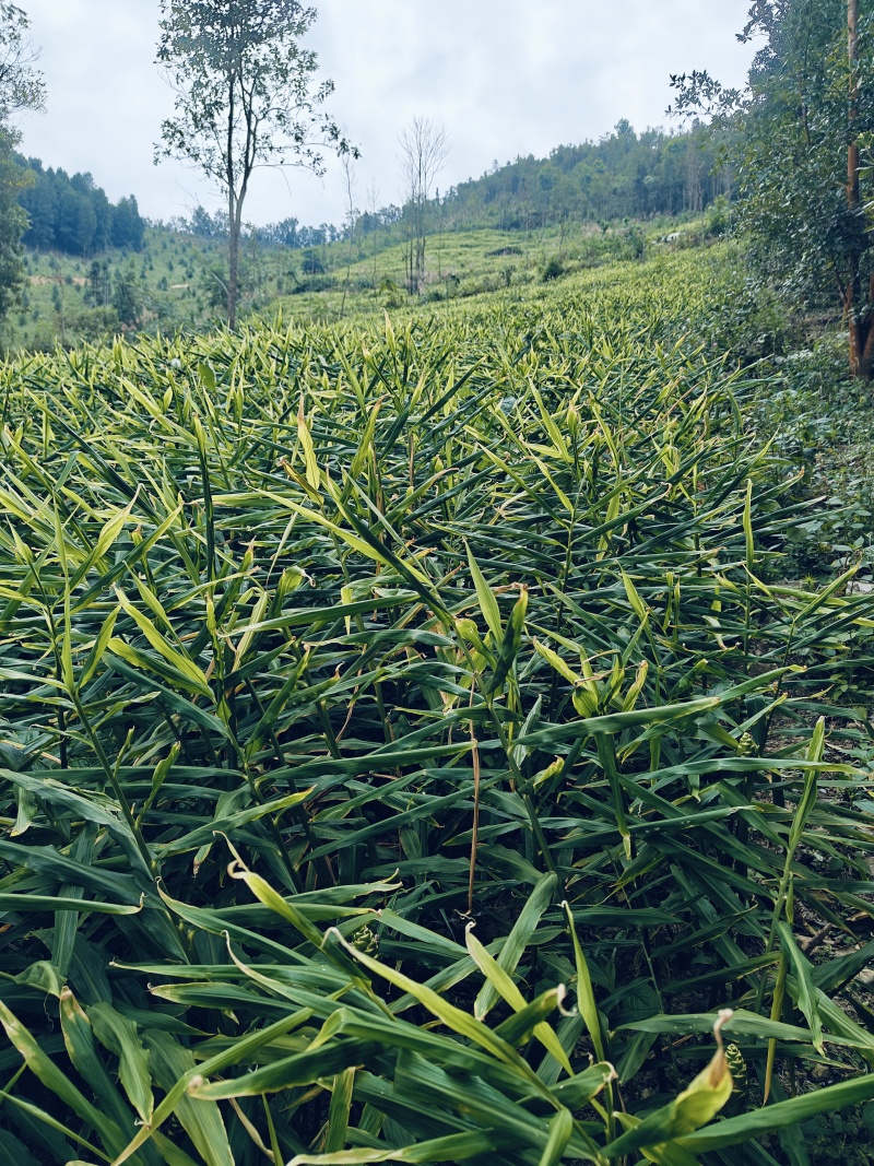 大黄姜
