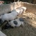 30—50斤巴马香猪/味道鲜美/一手货源/厂家直发