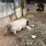 30—50斤巴马香猪/味道鲜美/一手货源/厂家直发