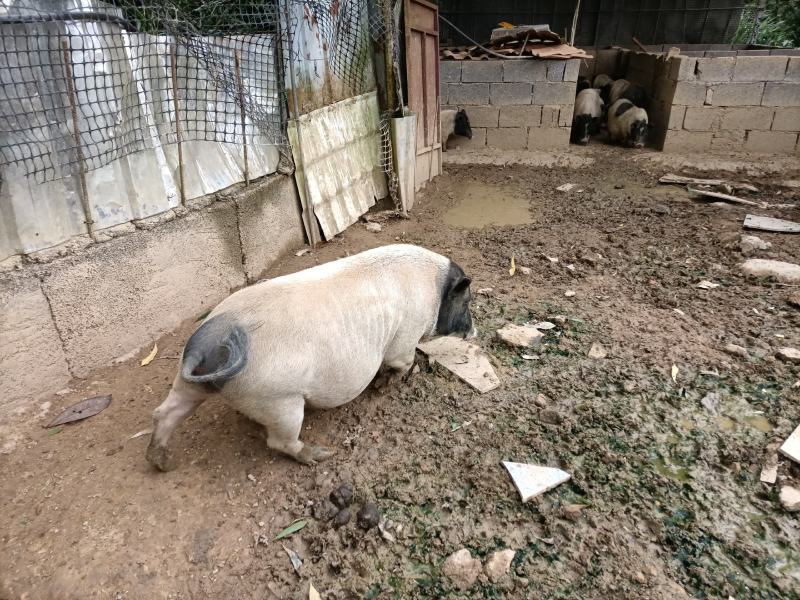 30—50斤巴马香猪/味道鲜美/一手货源/厂家直发