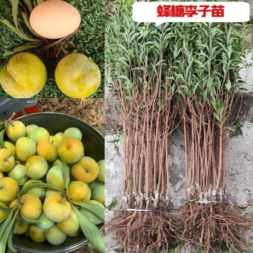 正宗贵州蜂糖李子苗/一代嫁接苗品种纯度高大果型甜度高现挖