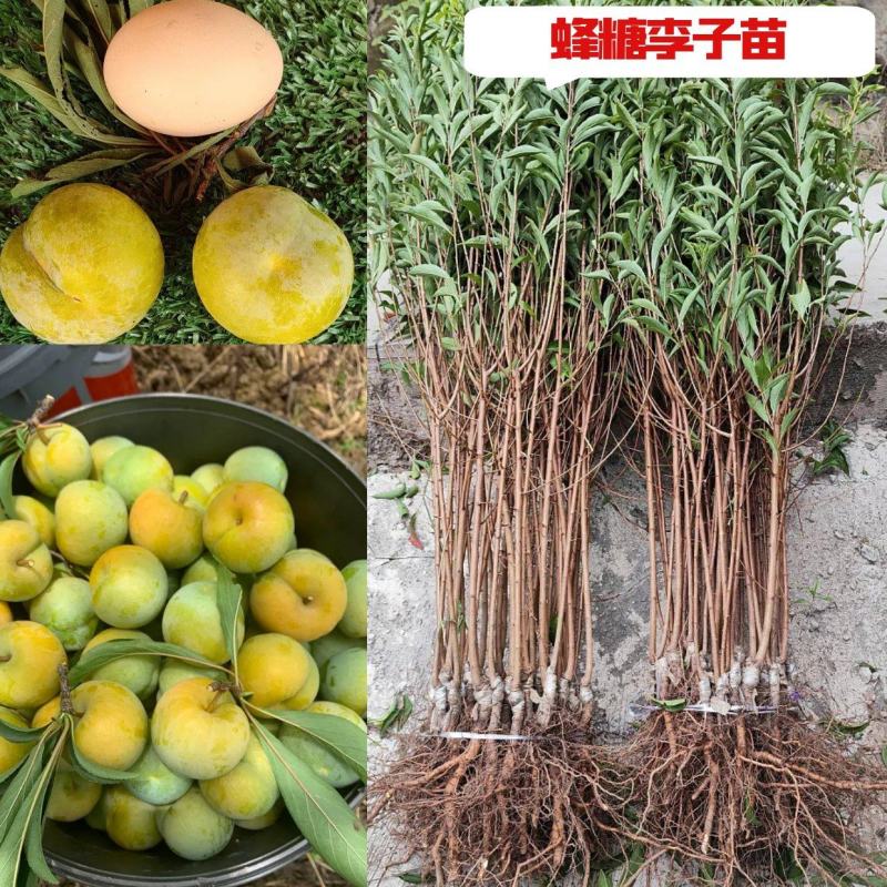 正宗贵州蜂糖李子苗/一代嫁接苗品种纯度高大果型甜度高现挖