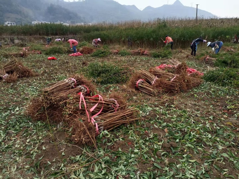 正宗贵州蜂糖李子苗/一代嫁接苗品种纯度高大果型甜度高现挖
