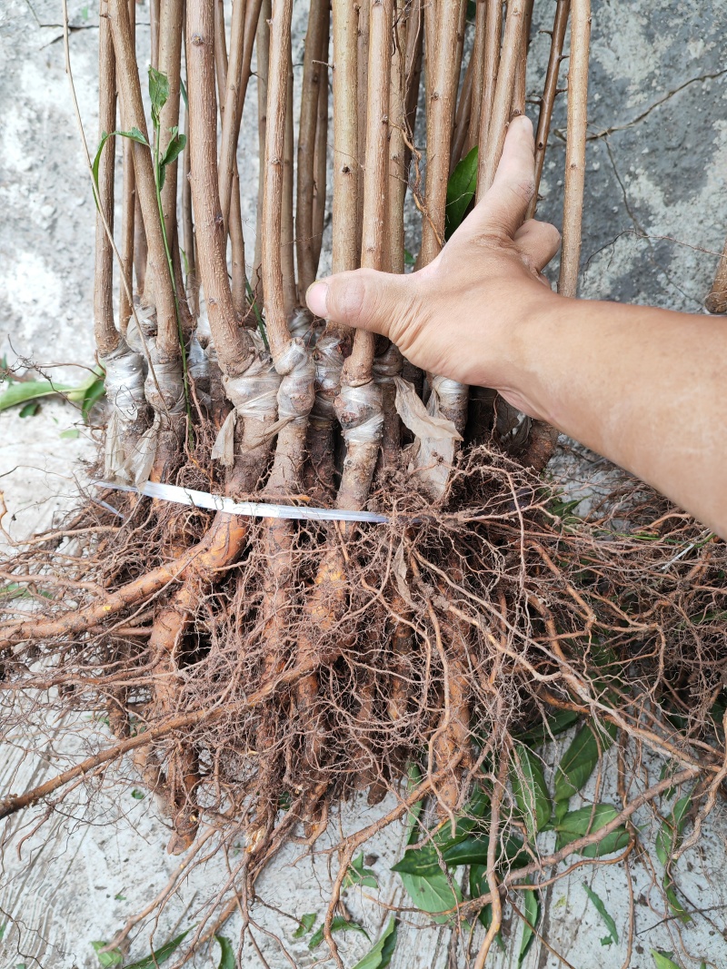 正宗贵州蜂糖李子苗/一代嫁接苗品种纯度高大果型甜度高现挖