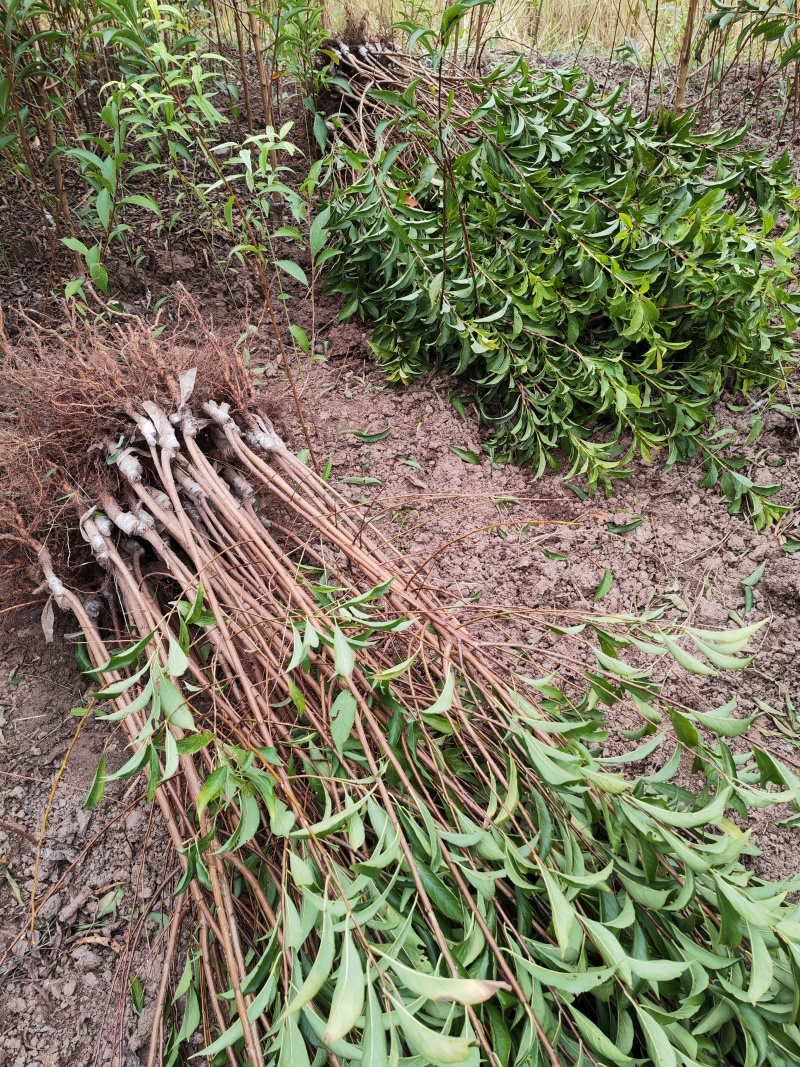 正宗贵州蜂糖李子苗/一代嫁接苗品种纯度高大果型甜度高现挖