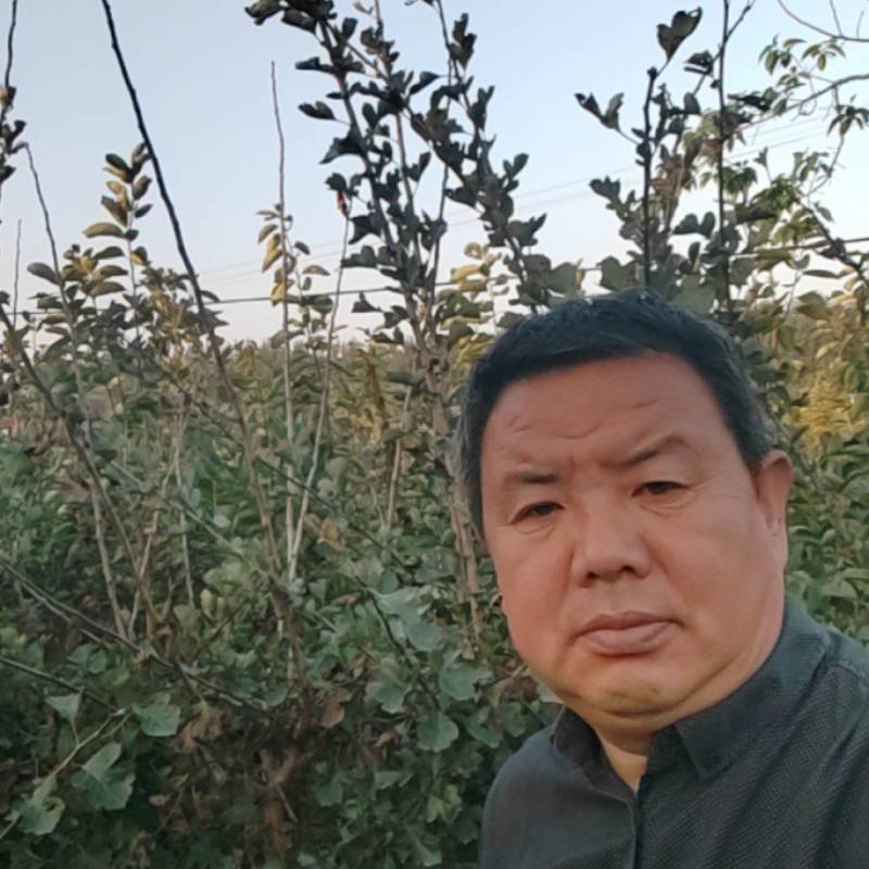 5公分山楂树7公分山楂树8公分10公分12公分山楂树