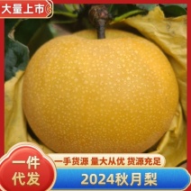 2025秋月梨大量上市，可整车，山东秋月梨品质梨一件代发