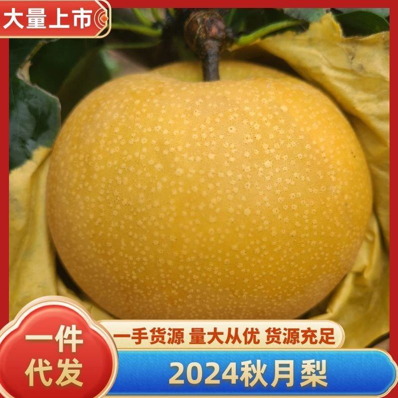 2025秋月梨大量上市，可整车，山东秋月梨品质梨一件代发