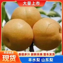 品质丰水梨山东梨开始上市了代发全国各地市场货量大更优惠