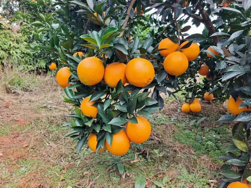 正宗赣南脐橙，果园直供。