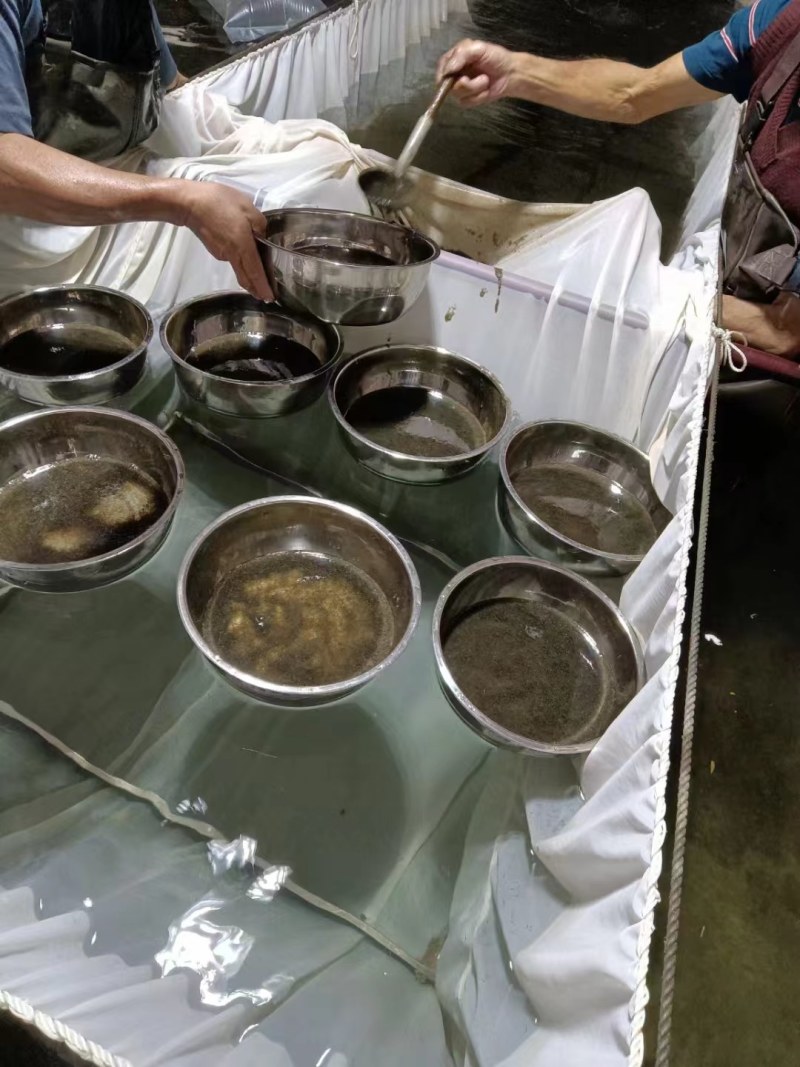 水产养殖优质鱼苗水花