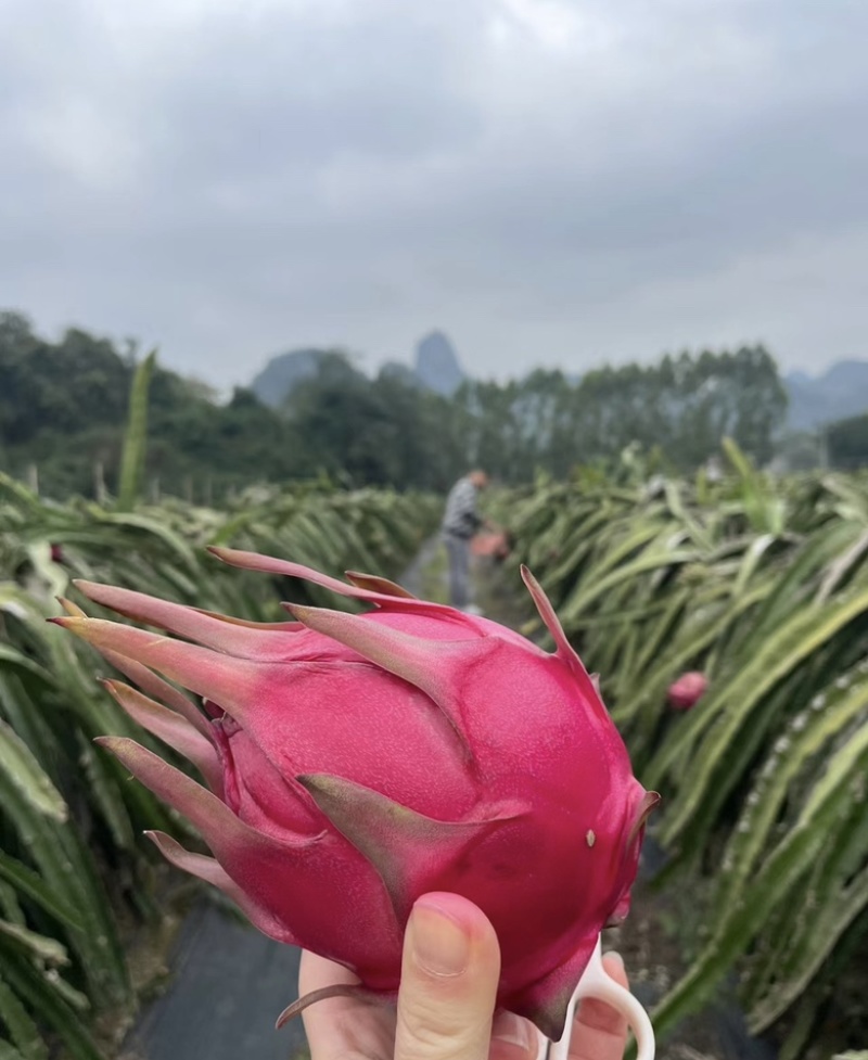 湛江火龙果，低到1.2一斤