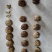 云南核桃新干簿皮核桃山货泡核桃老树核桃量大从优