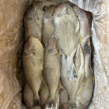 300/500原条马面鱼剥皮鱼