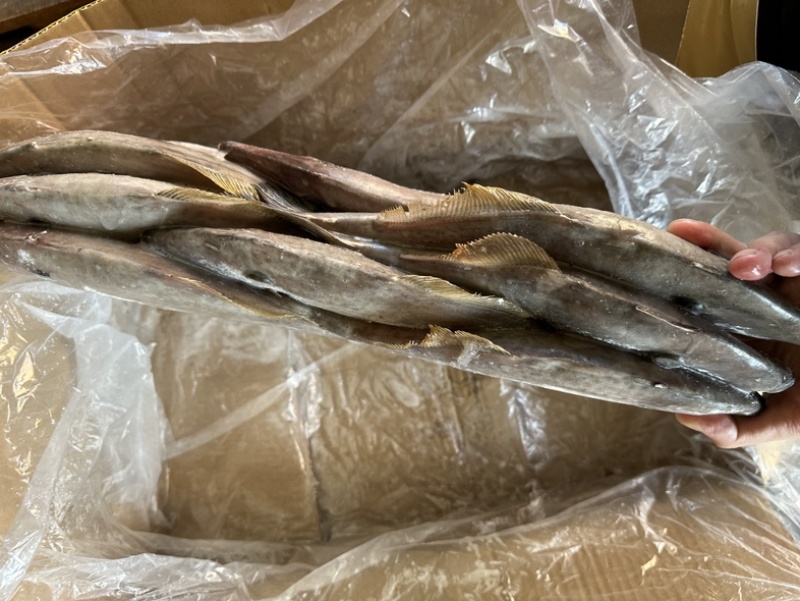 300/500原条马面鱼剥皮鱼