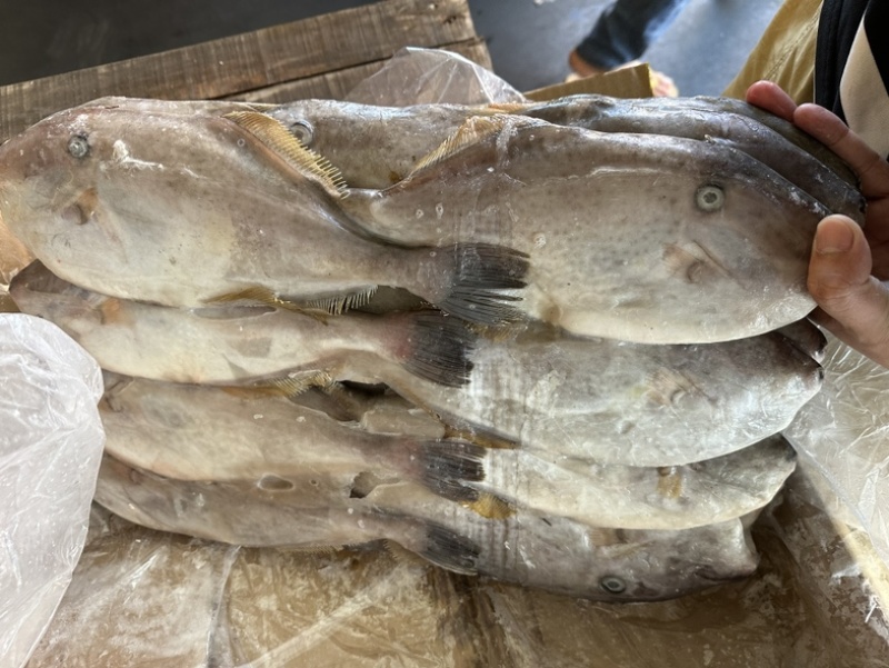 300/500原条马面鱼剥皮鱼