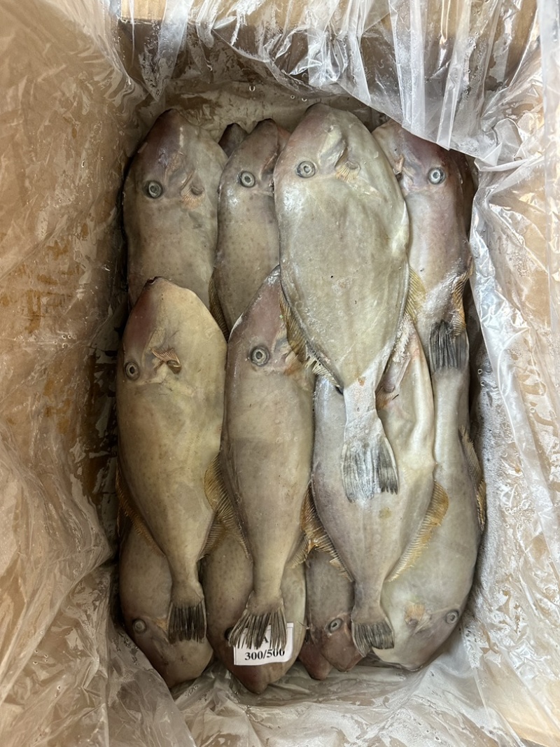 300/500原条马面鱼剥皮鱼