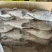 300/500原条马面鱼剥皮鱼