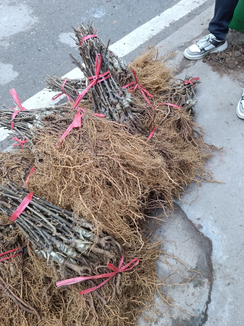 红心猕猴桃嫁接苗根系发达无病害，规格齐备