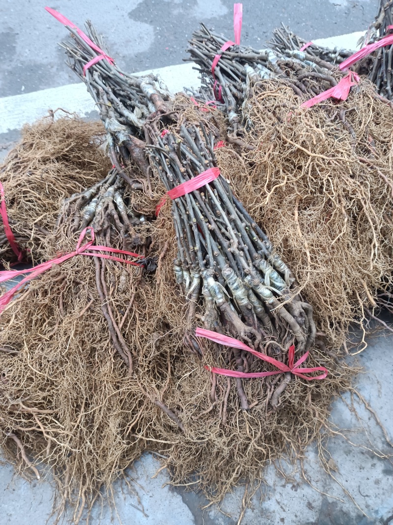 红心猕猴桃嫁接苗根系发达无病害，规格齐备