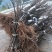 红心猕猴桃嫁接苗根系发达无病害，规格齐备